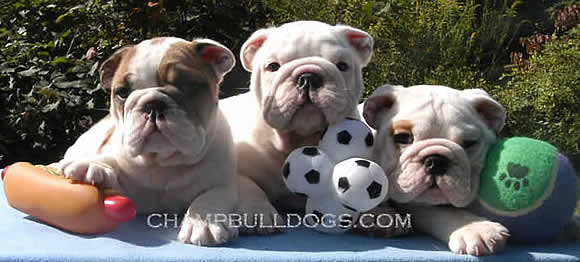 English bulldog puppies picture